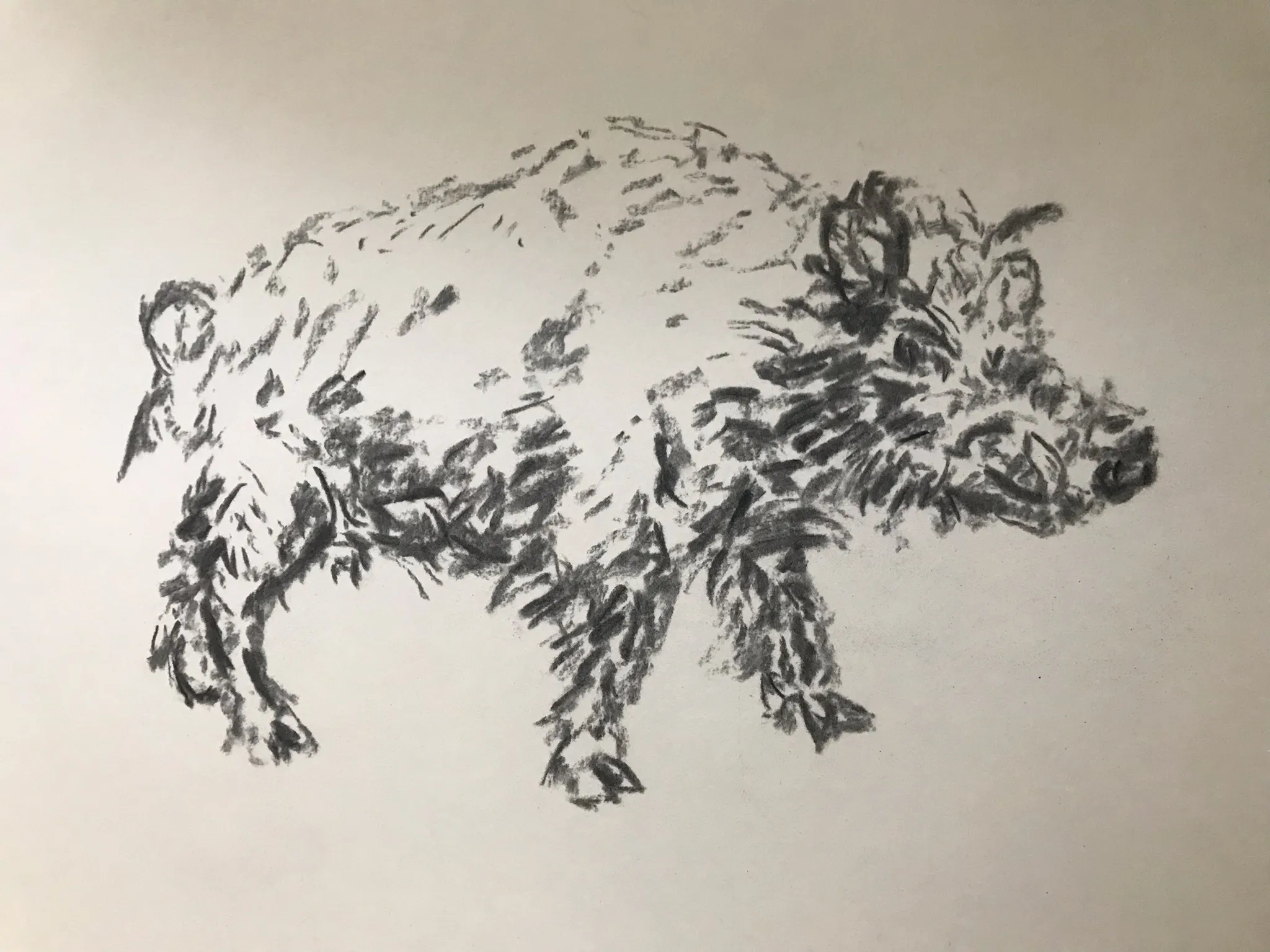 Boar