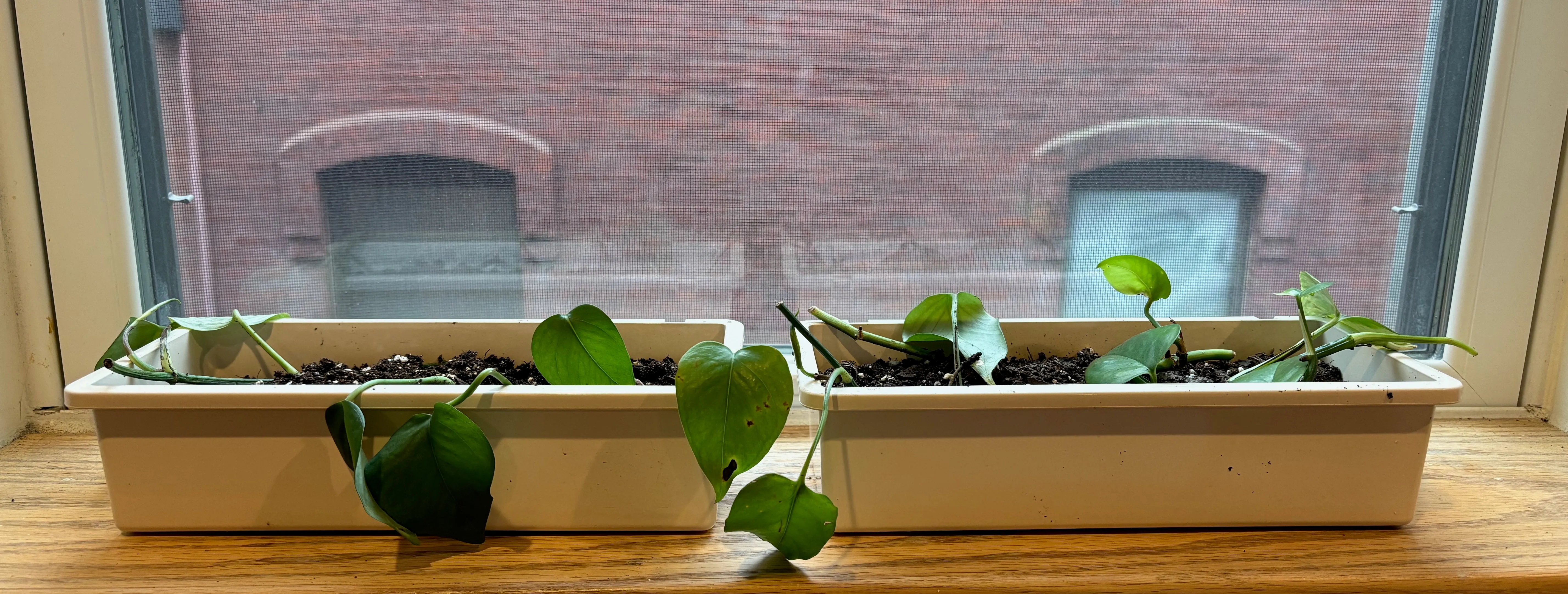 Utensil holders serving as low rectangular planters